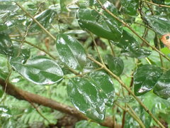 Magnoliopsida