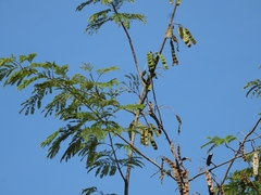 Parapiptadenia rigida