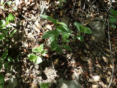 Tradescantia brevifolia