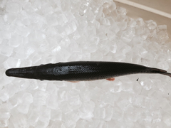 Atractosteus spatula