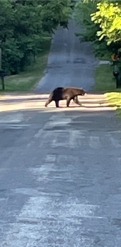Eastern Black Bear photographed in Ohio