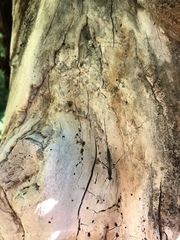 Xorides stigmapterus