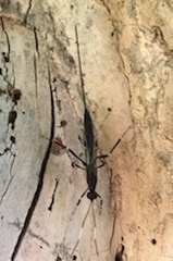 Xorides stigmapterus