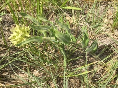 Asclepias lanuginosa