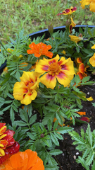 Tagetes lunulata