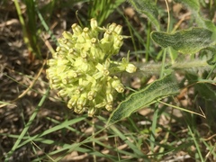 Asclepias lanuginosa