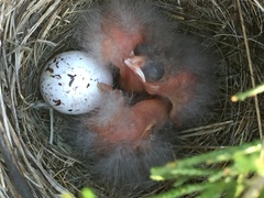 Ammodramus savannarum