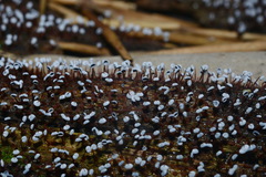 Physarum pezizoideum