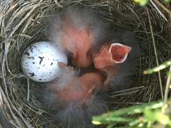 Ammodramus savannarum