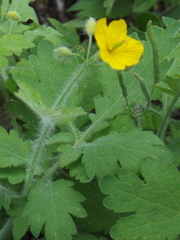 Chelidonium asiaticum