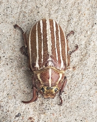 Polyphylla decemlineata