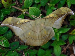 Antheraea rosieri