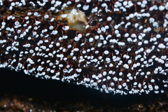 Physarum pezizoideum