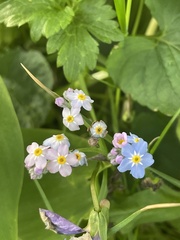 Myosotis