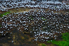 Physarum pezizoideum