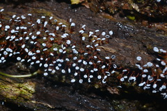 Physarum pezizoideum