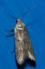 Holcocera chalcofrontella