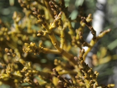 Arceuthobium divaricatum