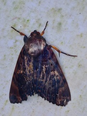Arcte modesta