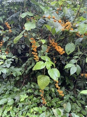 Urera caracasana