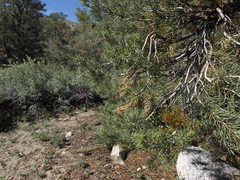 Arceuthobium divaricatum