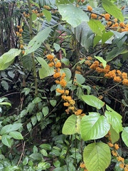 Urera caracasana