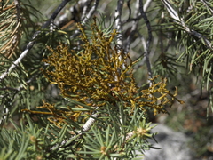 Arceuthobium divaricatum