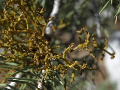 Arceuthobium divaricatum