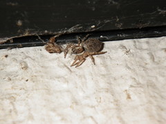 Menemerus semilimbatus