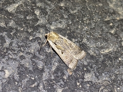 Parabagrotis