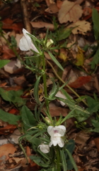 Misopates calycinum