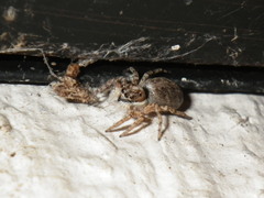 Menemerus semilimbatus