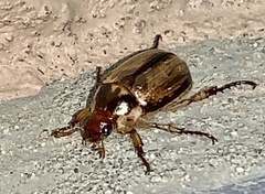Anomala arida
