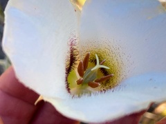 Calochortus howellii