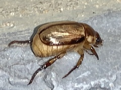 Anomala arida