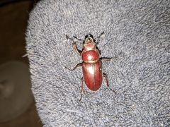 Lucanus