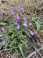 Penstemon inflatus