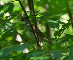 Zonotrichia albicollis image