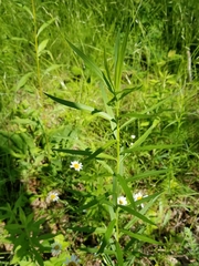 Euthamia graminifolia nuttallii