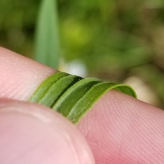 Euthamia graminifolia nuttallii