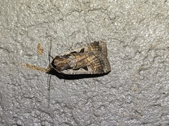 Parabagrotis