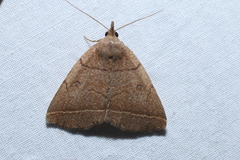 Zanclognatha obscuripennis