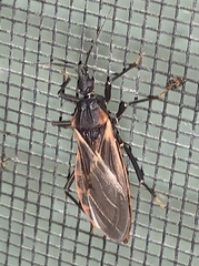 Triatoma rubida
