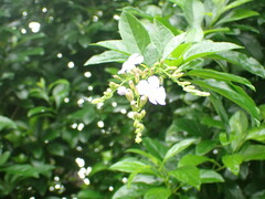 Duranta erecta