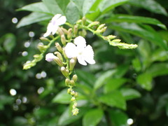Duranta erecta