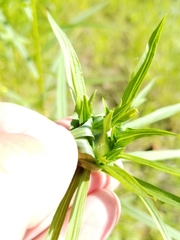 Euthamia graminifolia nuttallii