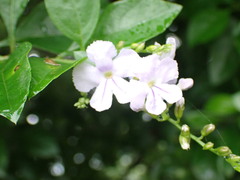 Duranta erecta