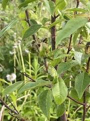 Prunus