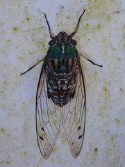 Orientopsaltria