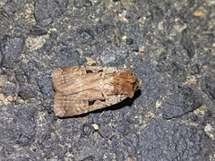 Parabagrotis